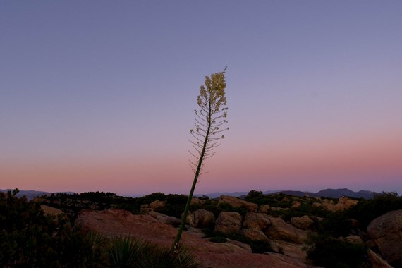 Tree in desert